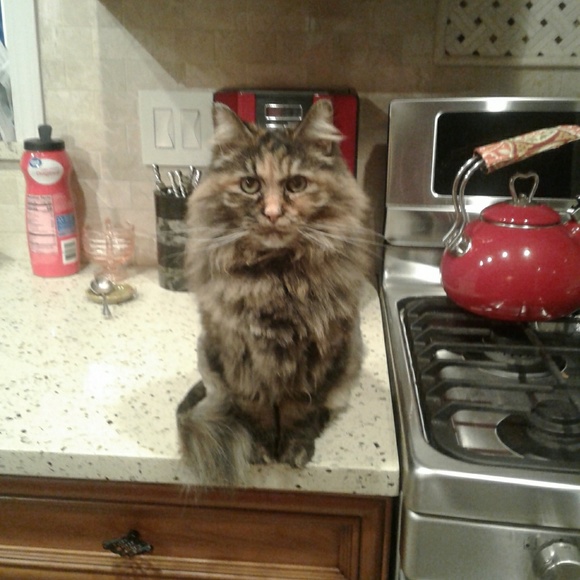 Meet your Posher, Beth - Picture 1 of 1